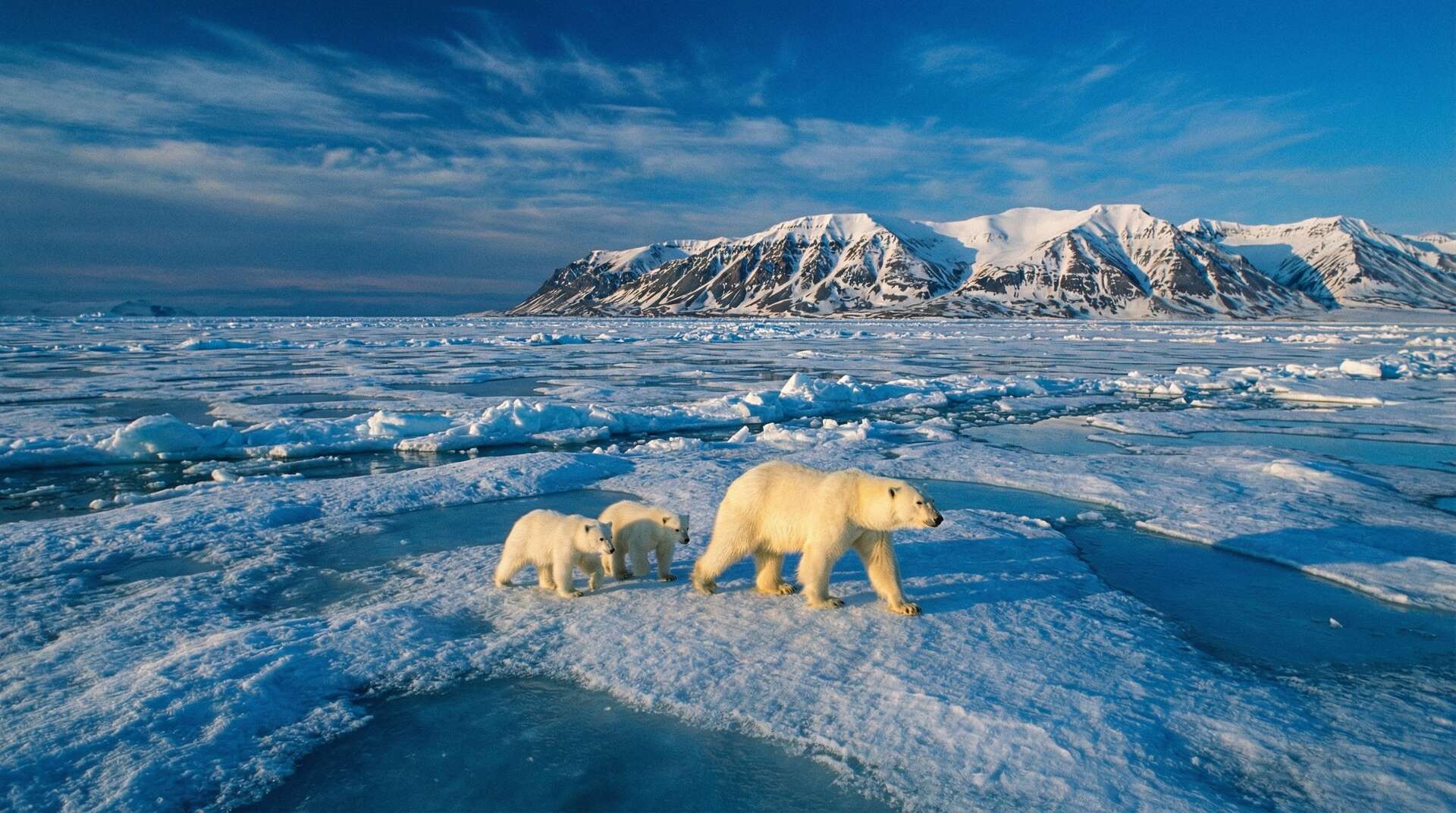 呦呦视频北极熊视频